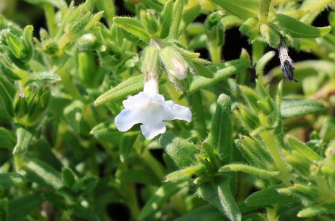 Scheinsteinsame 'Alba' - Lithodora diffusa 'Alba'