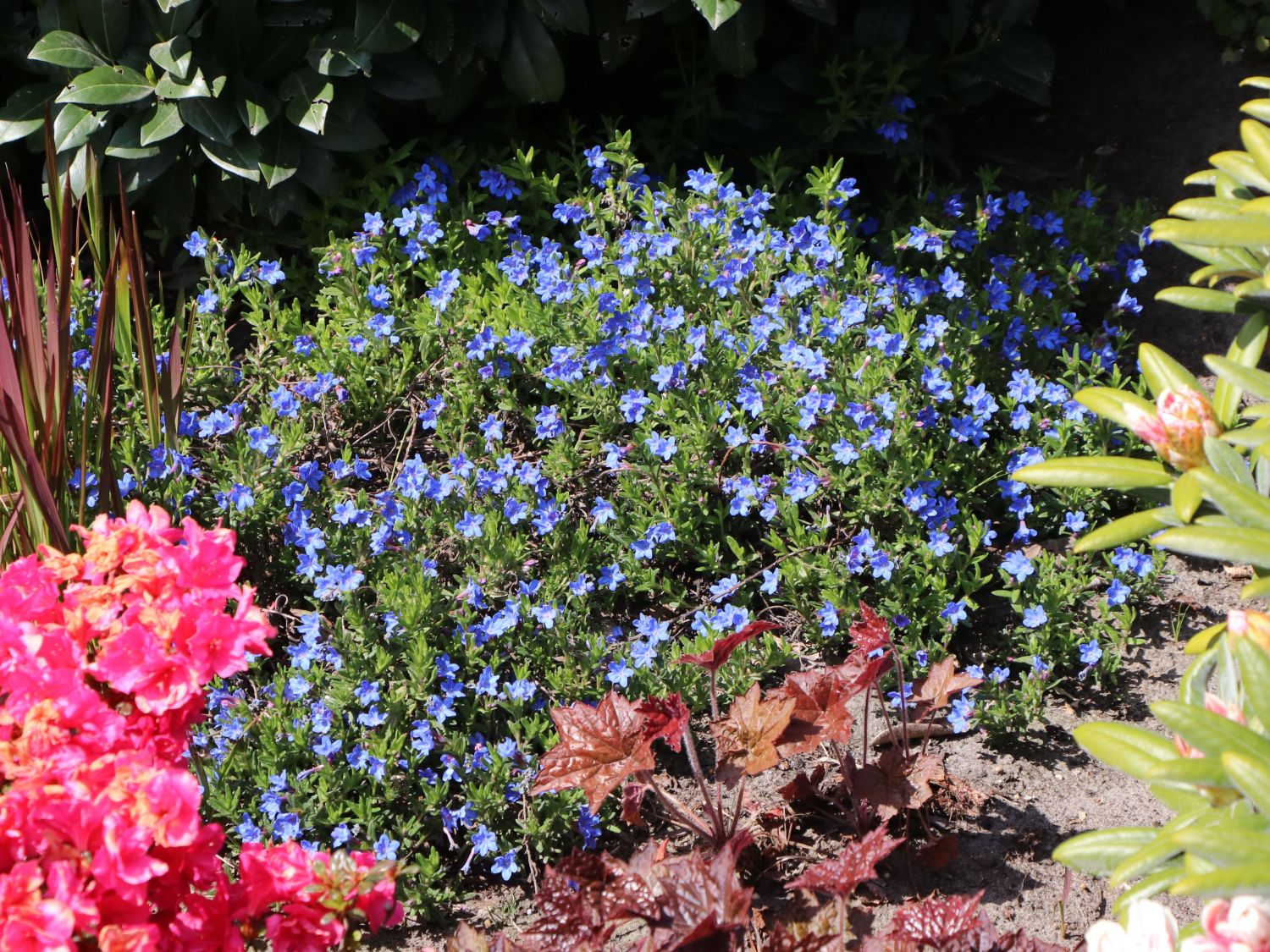 Scheinsteinsame 'Compact Blue' - Lithodora diffusa 'Compact Blue'