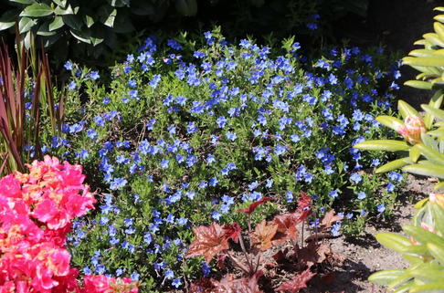 Scheinsteinsame 'Compact Blue' - Lithodora diffusa 'Compact Blue'