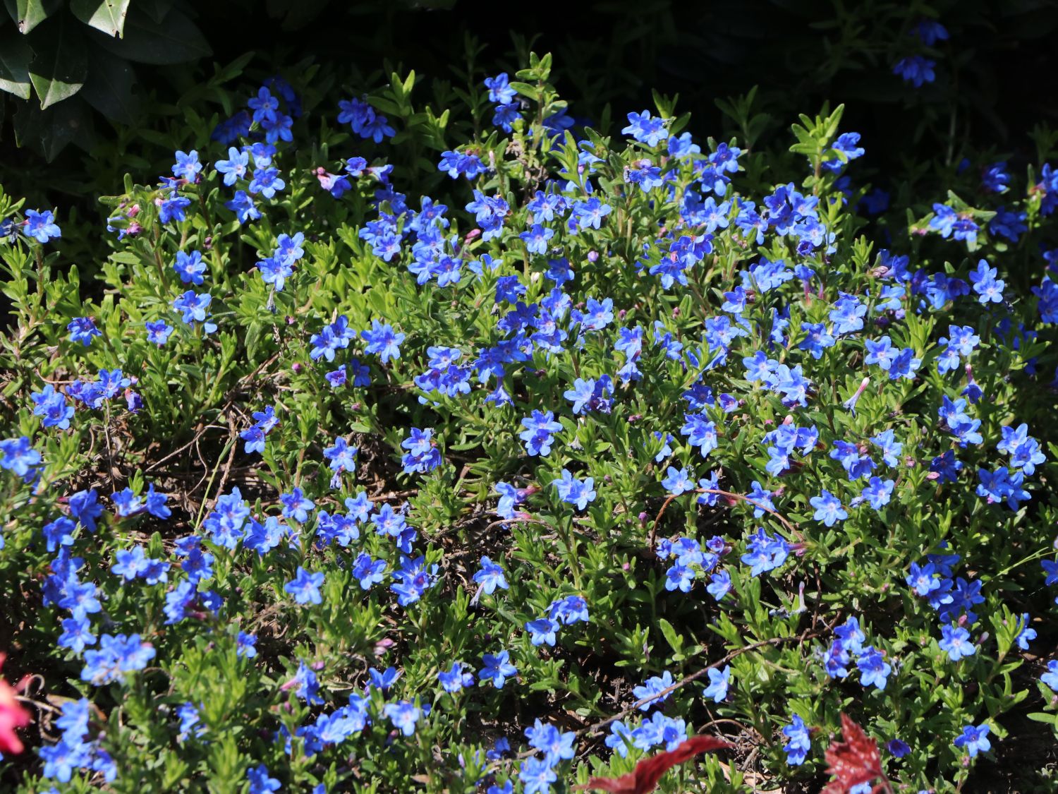 Scheinsteinsame 'Grace Ward'