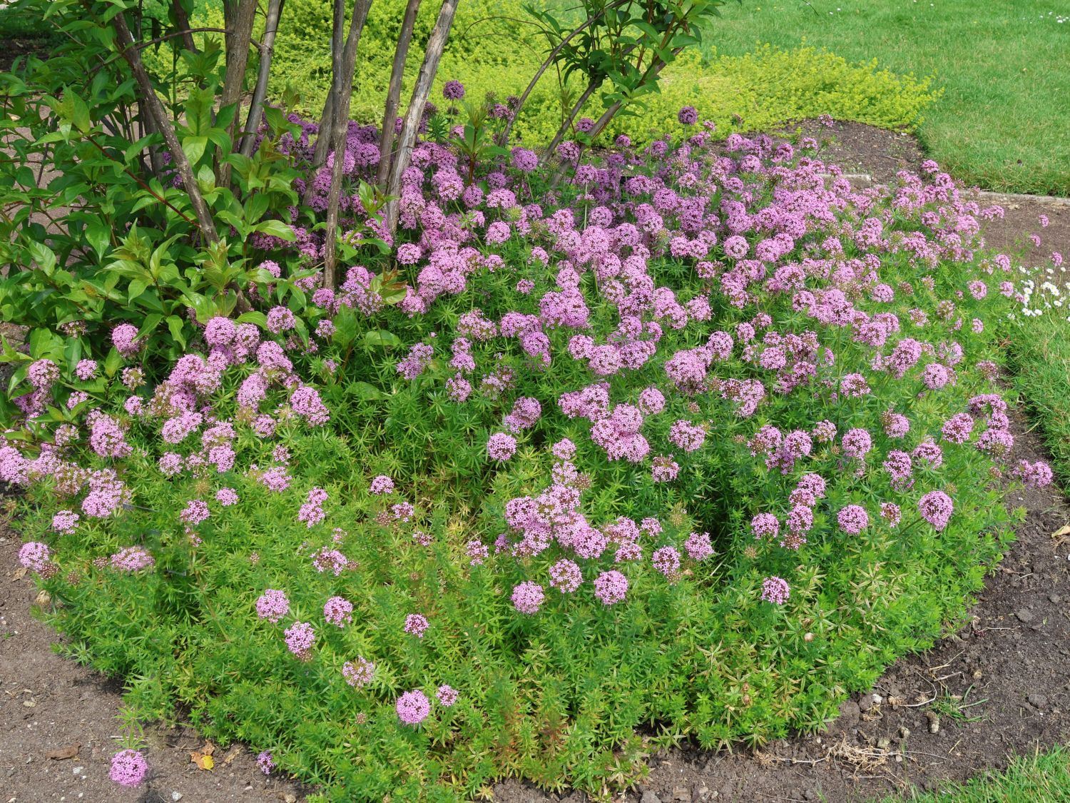 Scheinwaldmeister - Phuopsis stylosa