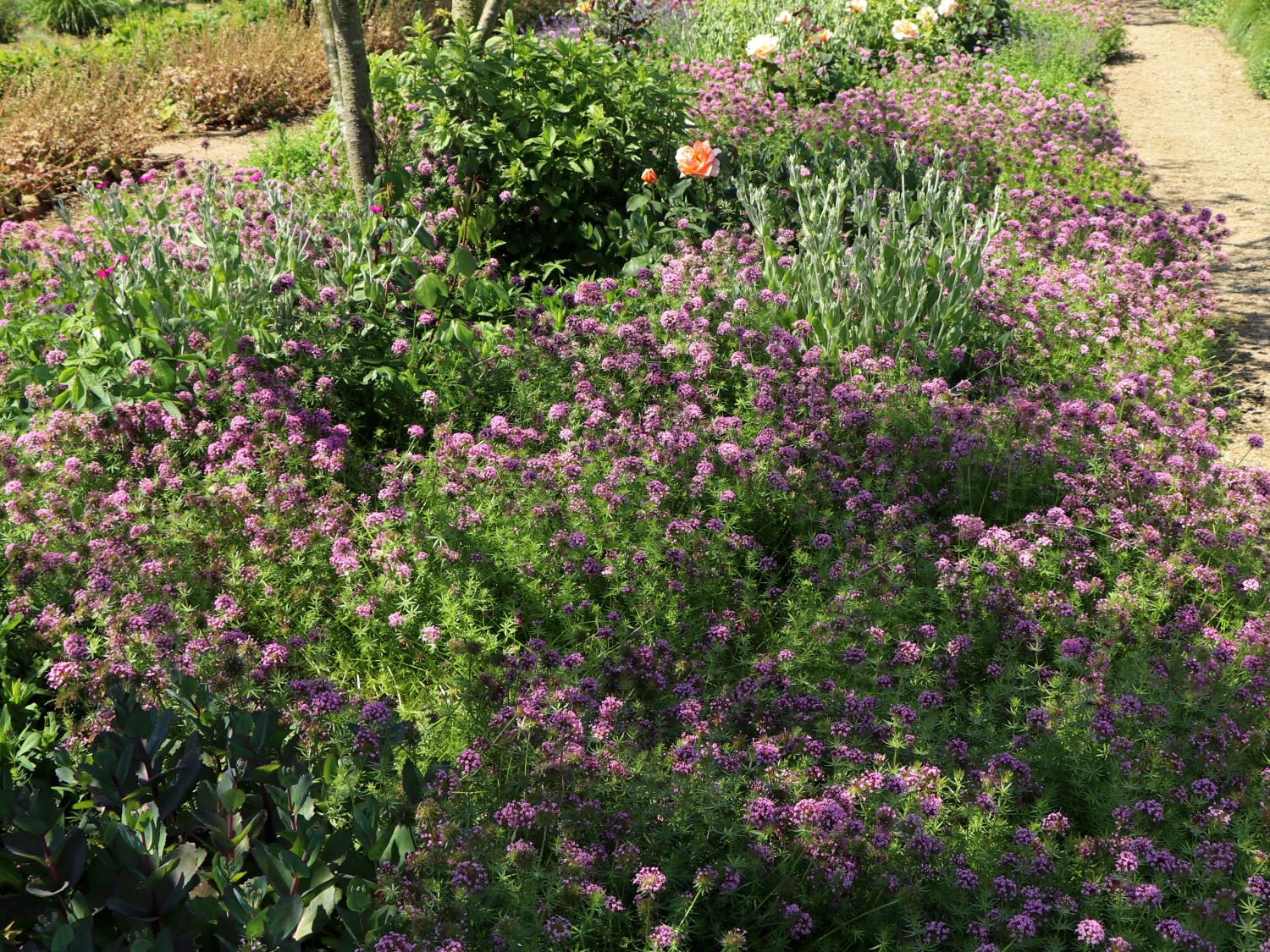 Rötegewächse (Rubiaceae)