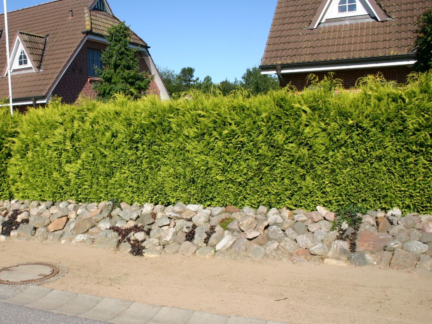 Scheinzypresse 'Yvonne'