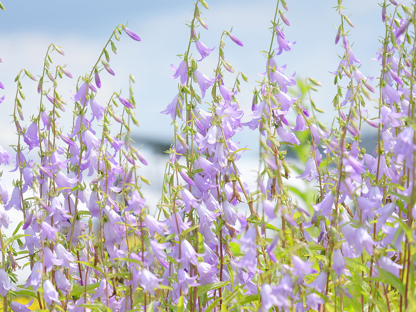 Schellenblume 'Hemelstraling' - Adenophora confusa 'Hemelstraling'