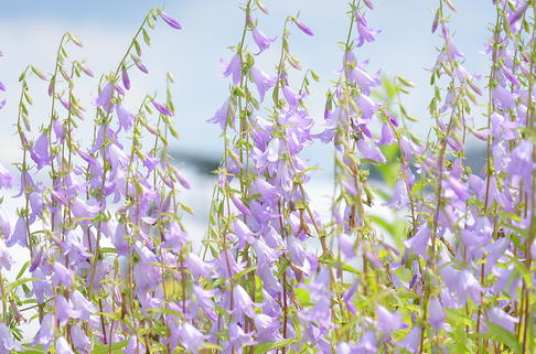 Schellenblume 'Hemelstraling' - Adenophora confusa 'Hemelstraling'