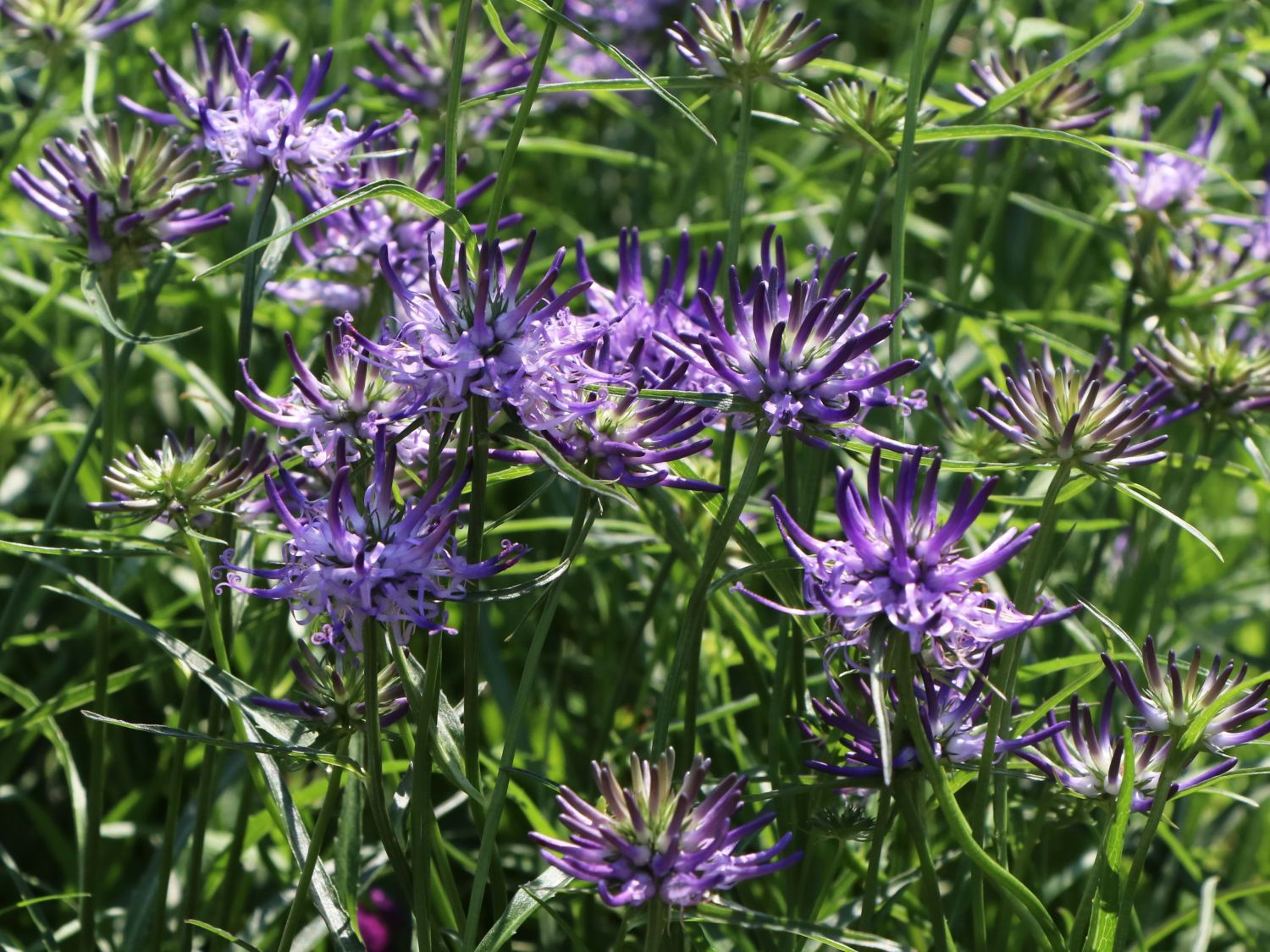 Teufelskrallen (Phyteuma)