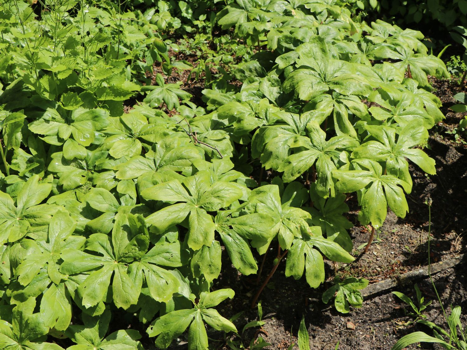 Fußblätter (Podophyllum)