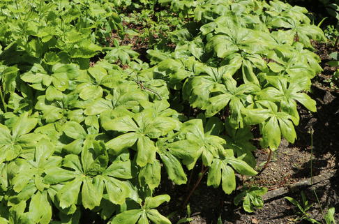 Schild-Maiapfel - Podophyllum peltatum