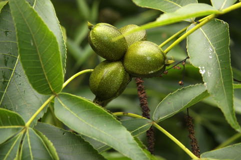 Schindelborkige Hickorynuss - Carya ovata