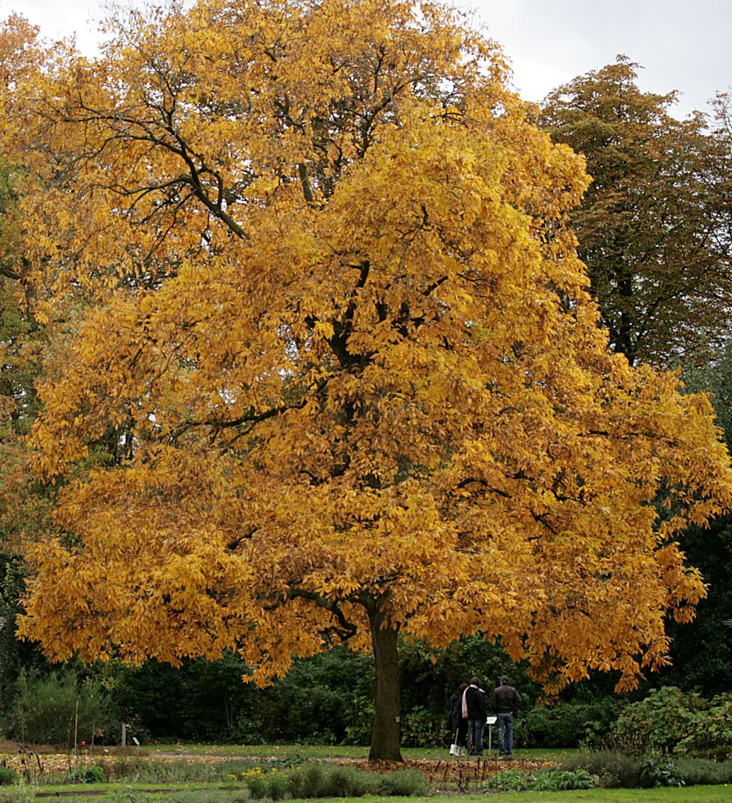 Schindelborkige Hickorynuss - Carya ovata