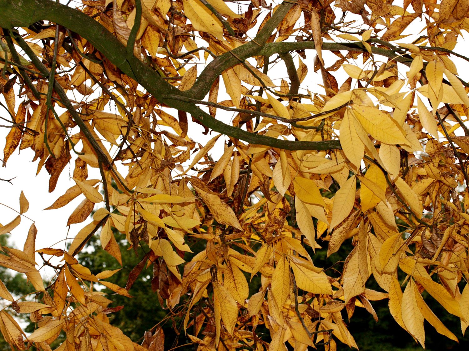 Schindelborkige Hickorynuss - Carya ovata