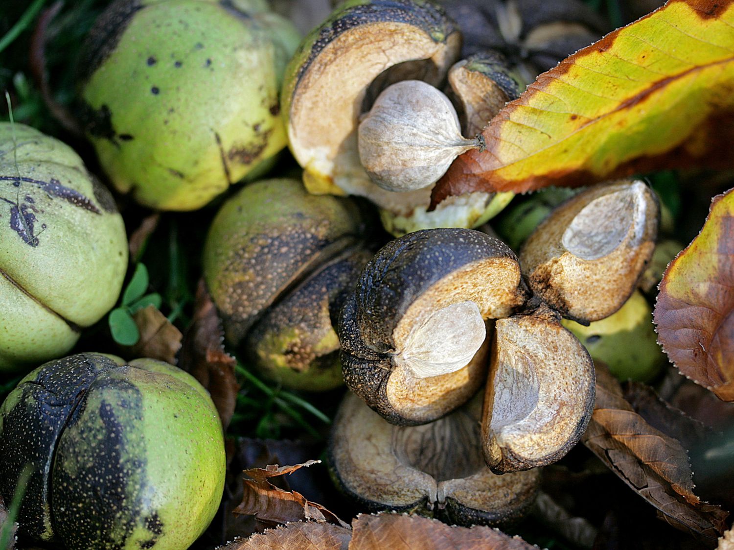 Schindelborkige Hickorynuss - Carya ovata