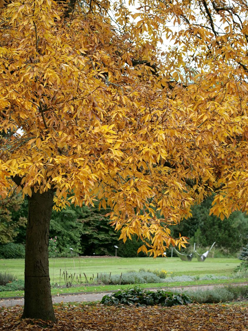 Schindelborkige Hickorynuss - Carya ovata