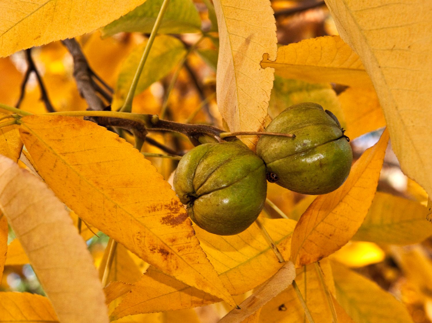 Schindelborkige Hickorynuss - Carya ovata