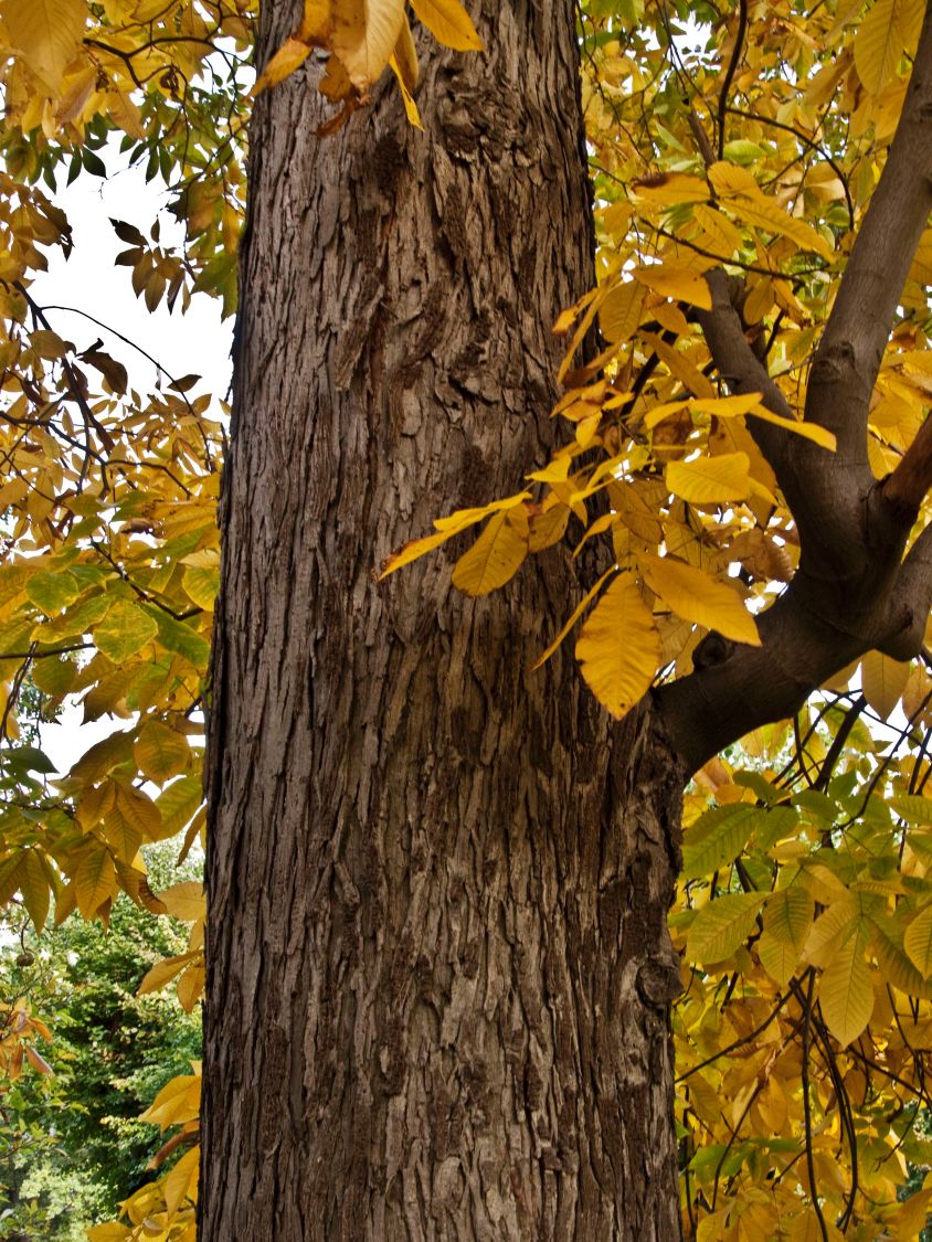 Schindelborkige Hickorynuss - Carya ovata