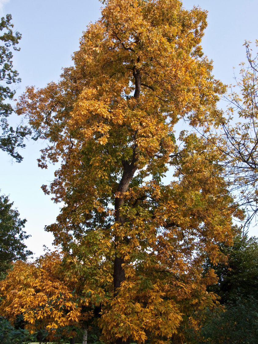 Schindelborkige Hickorynuss - Carya ovata