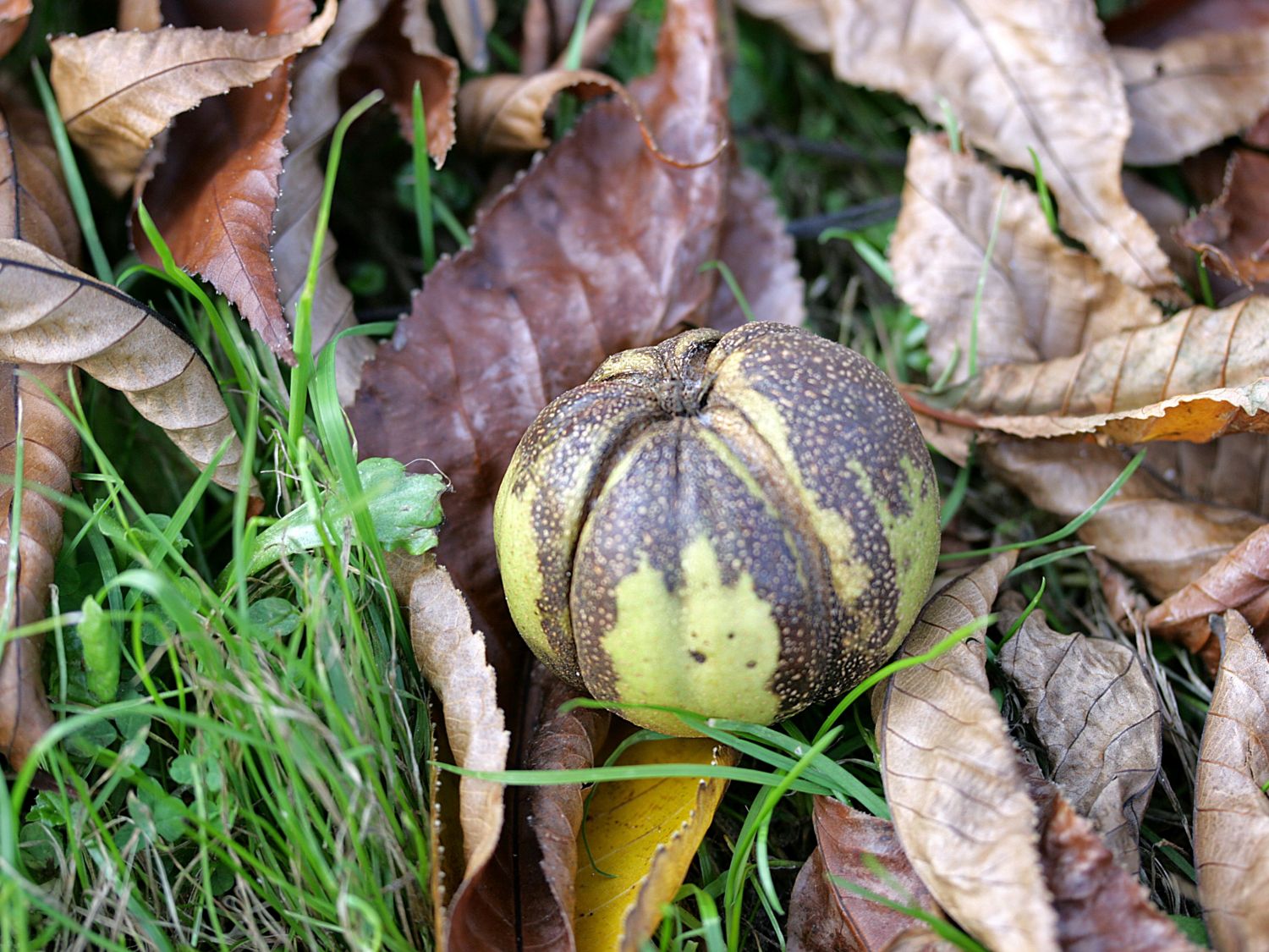Schindelborkige Hickorynuss - Carya ovata