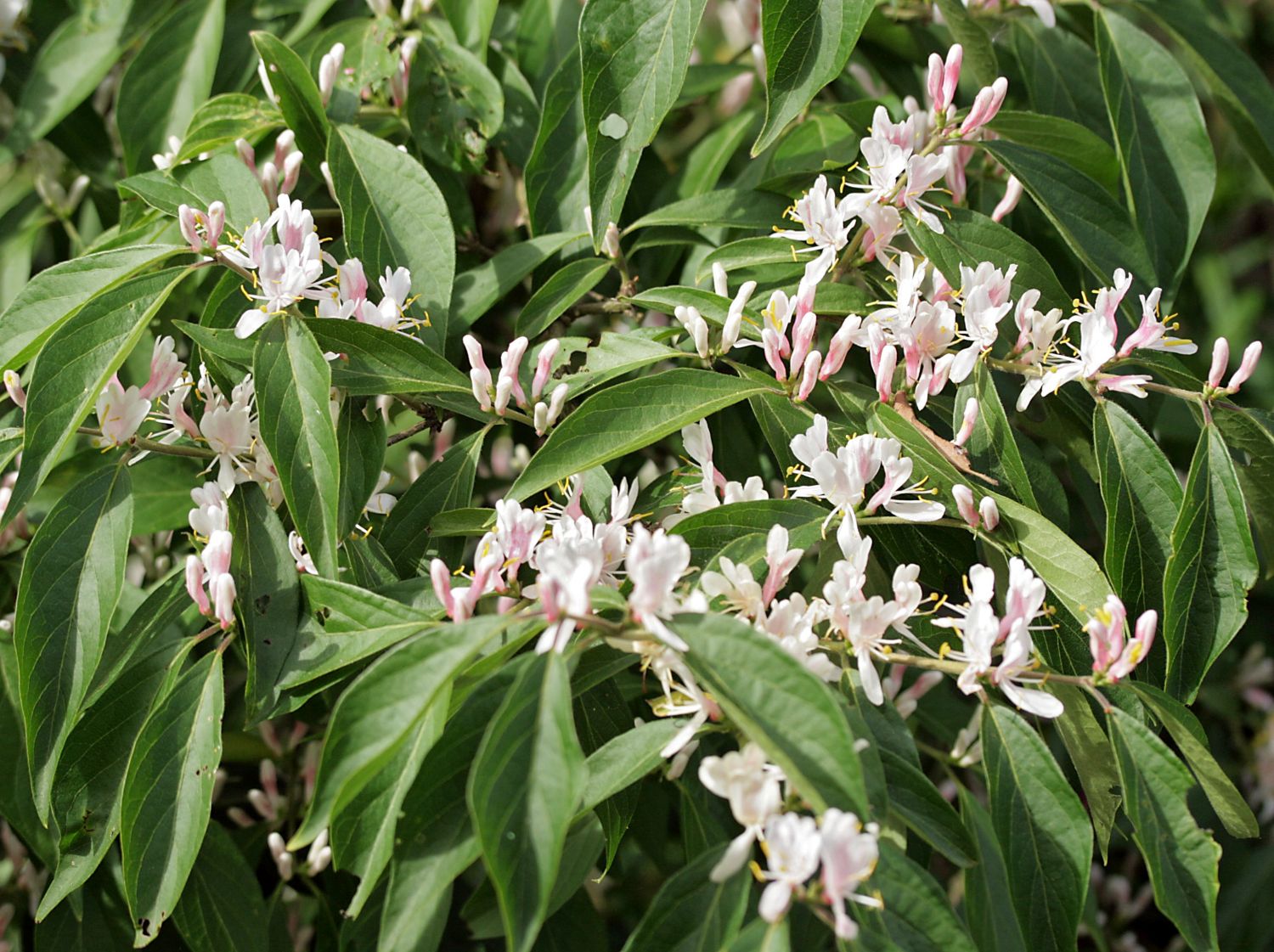 Schirm-Heckenkirsche