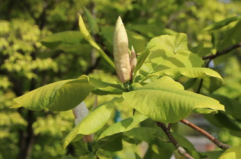 Schirm-Magnolie - Magnolia tripetala