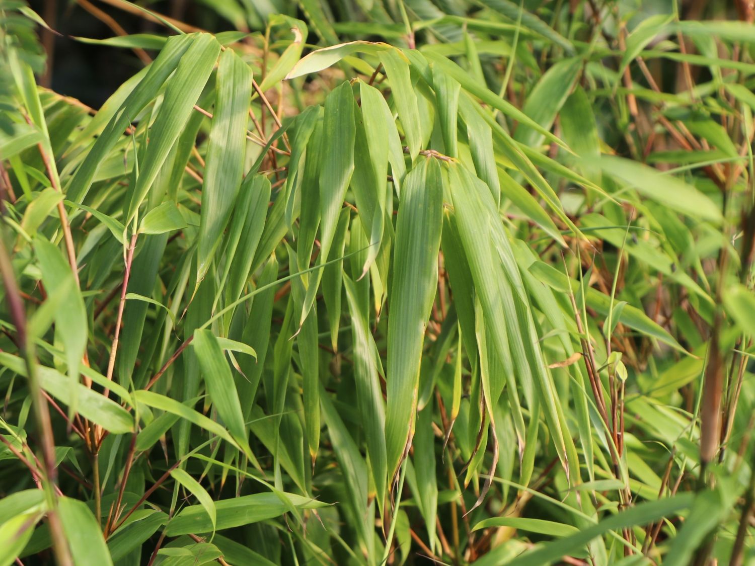 Schirmbambus - Fargesia rufa