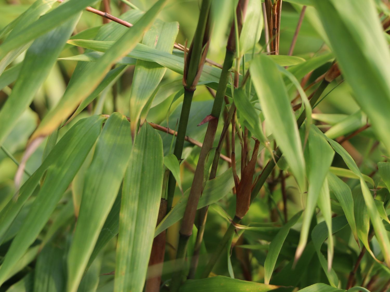 Schirmbambus - Fargesia rufa