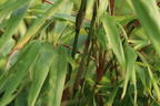 Schirmbambus - Fargesia rufa