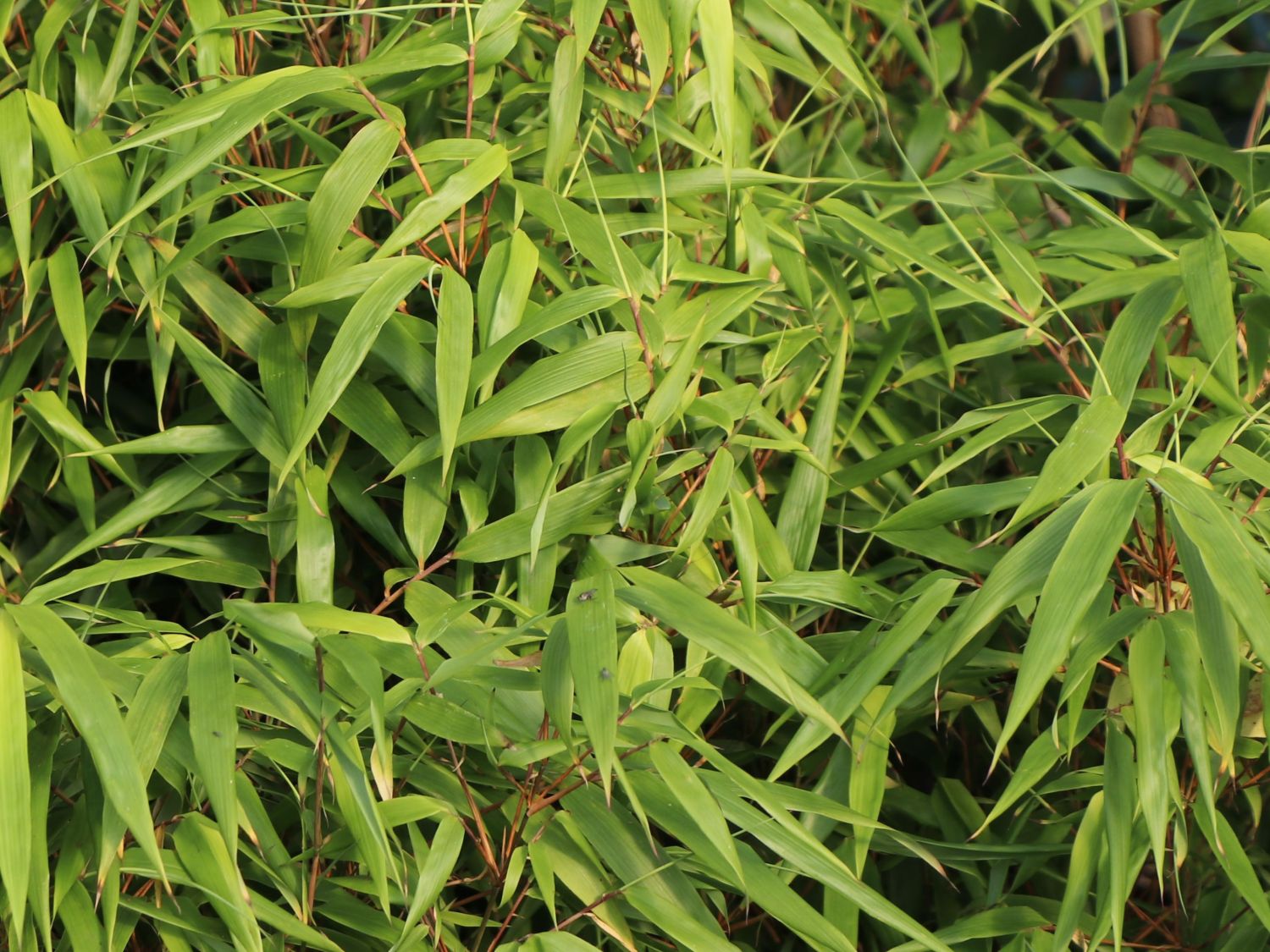 Schirmbambus - Fargesia rufa