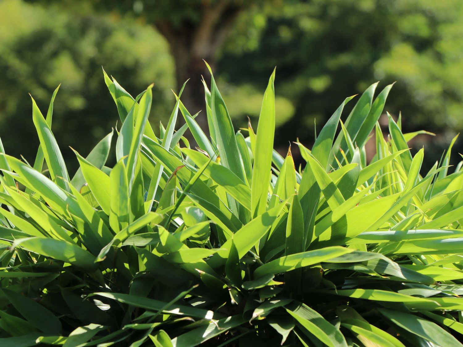 Schirmbambus - Fargesia rufa