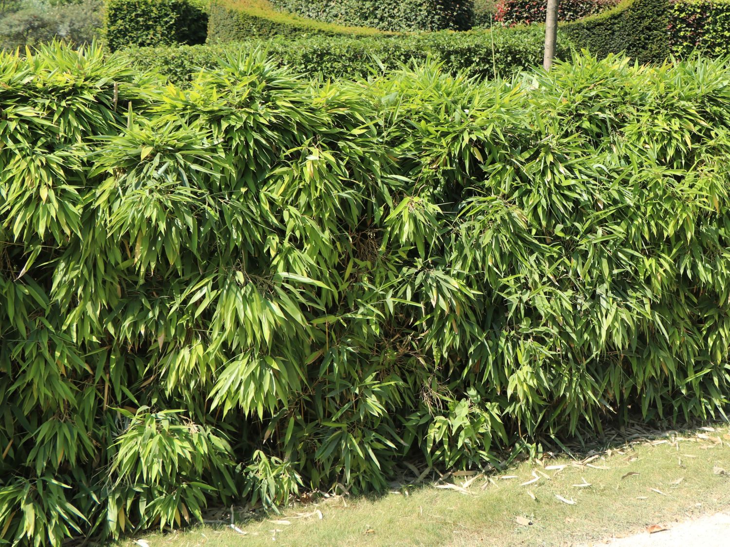 Schirmbambus - Fargesia rufa