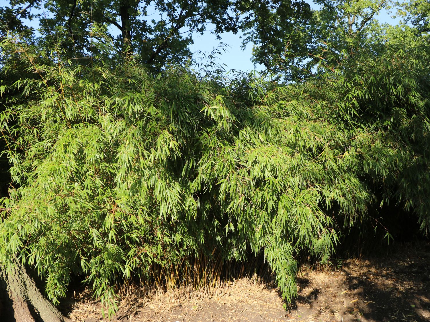 Schirmbambus - Fargesia rufa