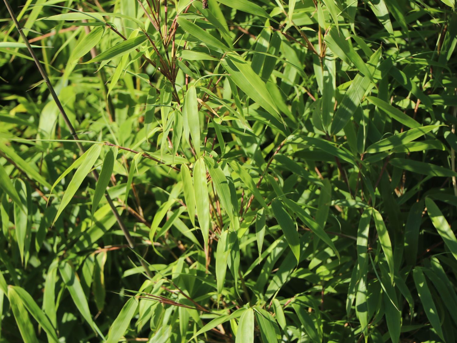 Schirmbambus - Fargesia rufa