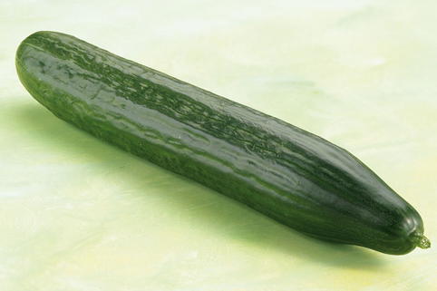 Schlangengurke 'Midios' - Cucumis sativus 'Midios'