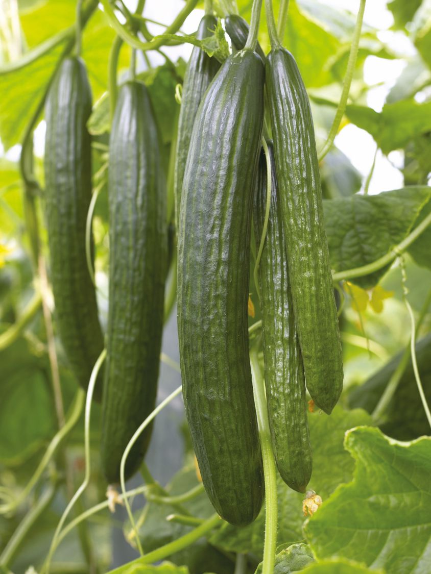 Kürbisgewächse (Cucurbitaceae)