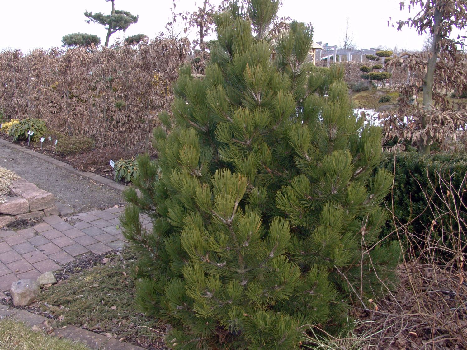 Schlangenhaut-Kiefer 'Compact Gem'