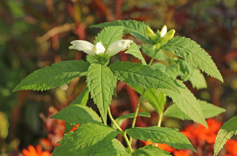 Schlangenkopf 'Alba' - Chelone obliqua 'Alba'