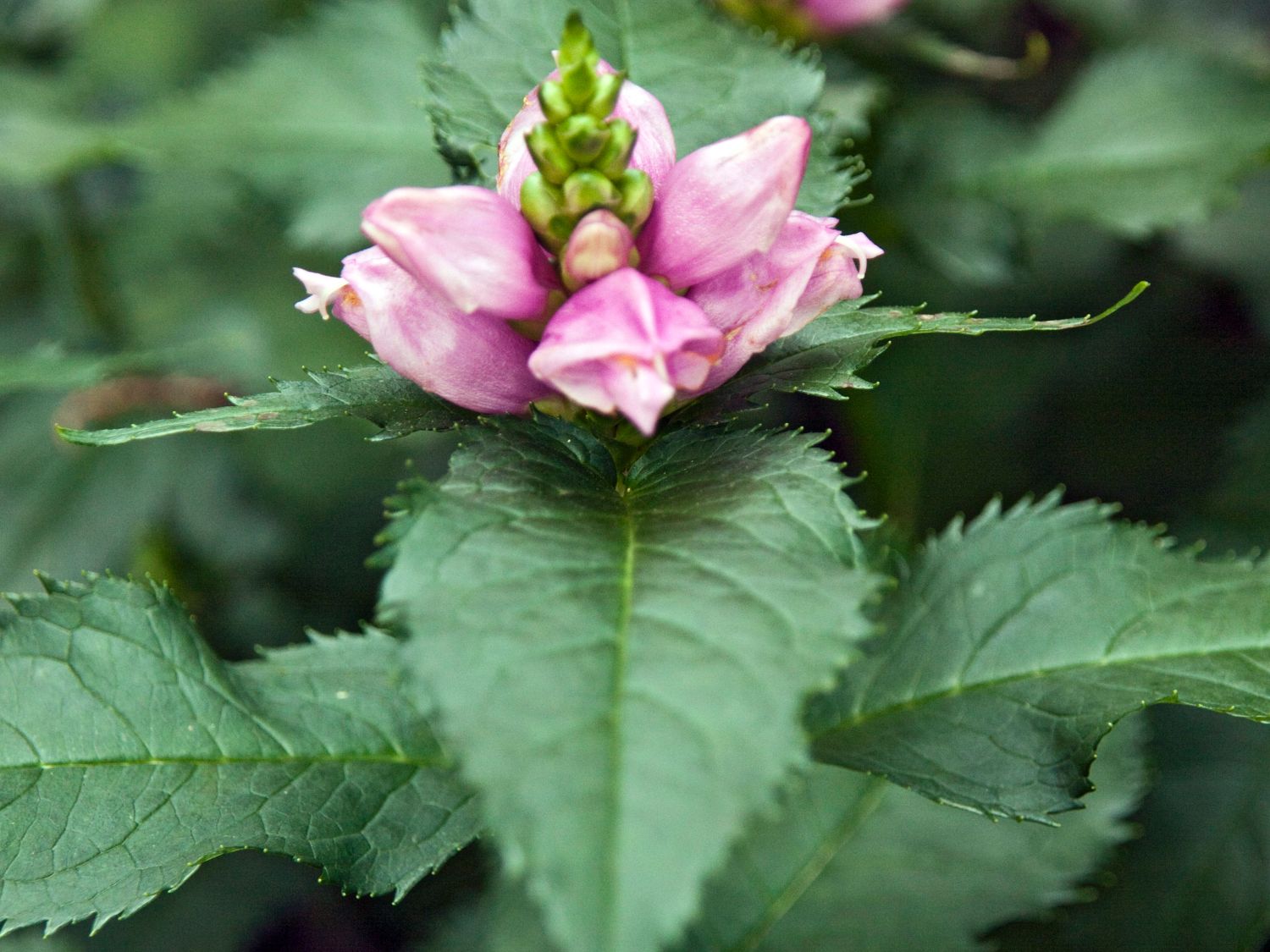 Schlangenkopf 'Hot Lips'