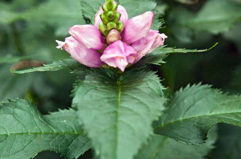 Schlangenkopf 'Hot Lips' - Chelone lyonii 'Hot Lips'