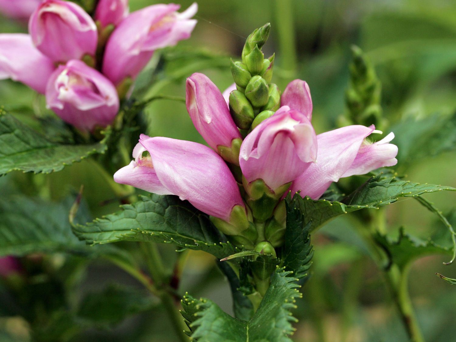 Schildblumen (Chelone)