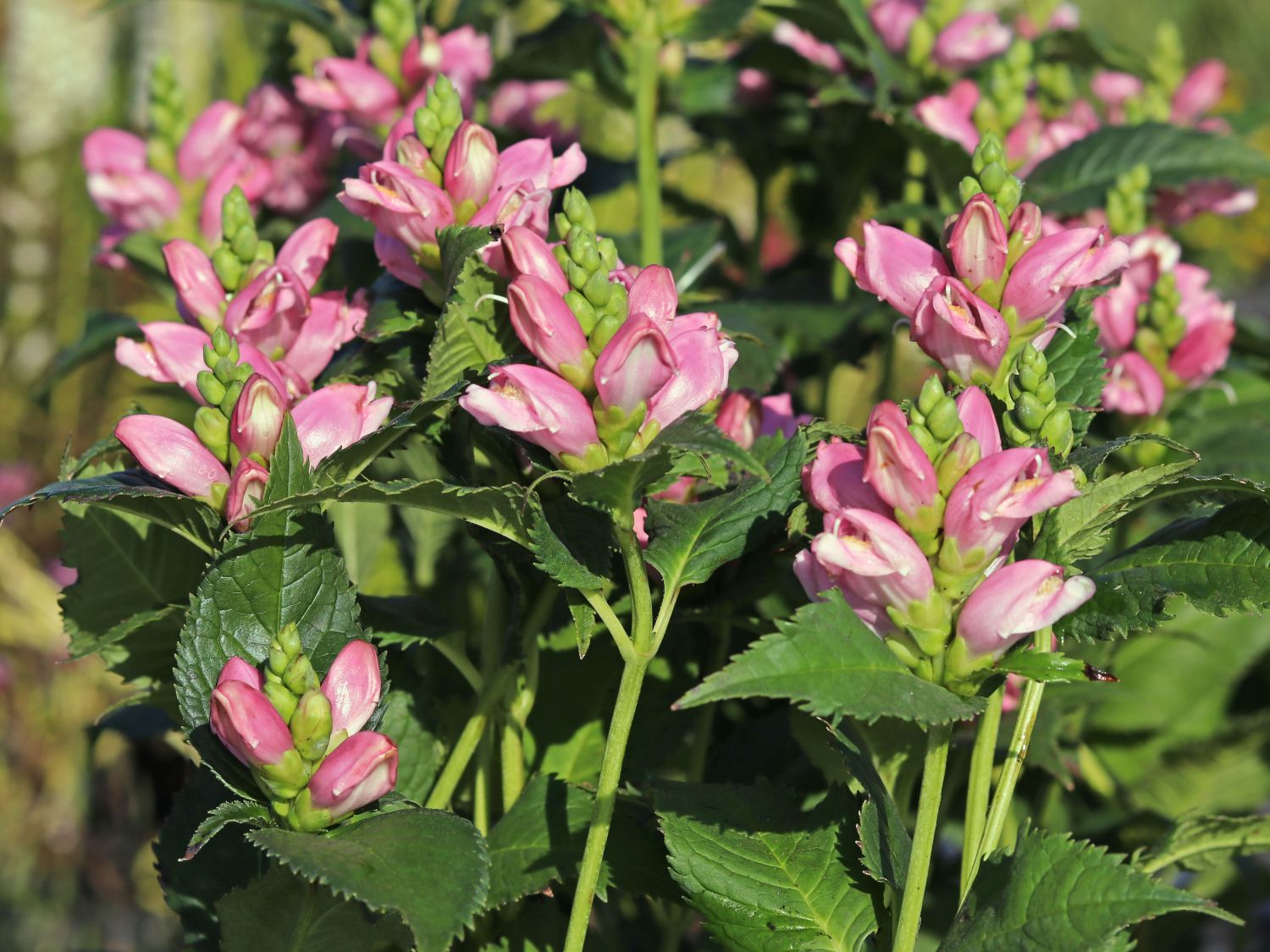 Schlangenkopf 'Ieniemienie'