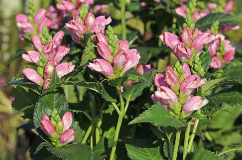 Schlangenkopf 'Ieniemienie' - Chelone obliqua 'Ieniemienie'