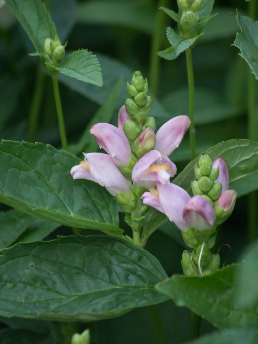 Schlangenkopf 'Pink Temptation' - Chelone lyonii 'Pink Temptation'