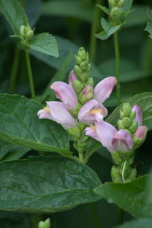 Schlangenkopf 'Pink Temptation' - Chelone lyonii 'Pink Temptation'