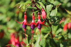 Schlanke-Fuchsie / Freiland-Fuchsie