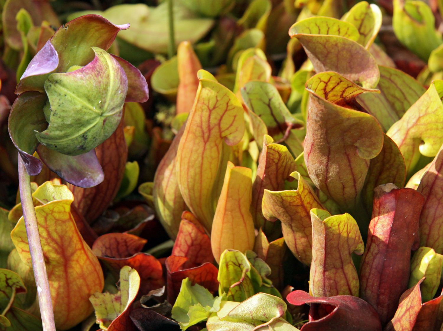 Schlauchpflanzengewächse (Sarraceniaceae)