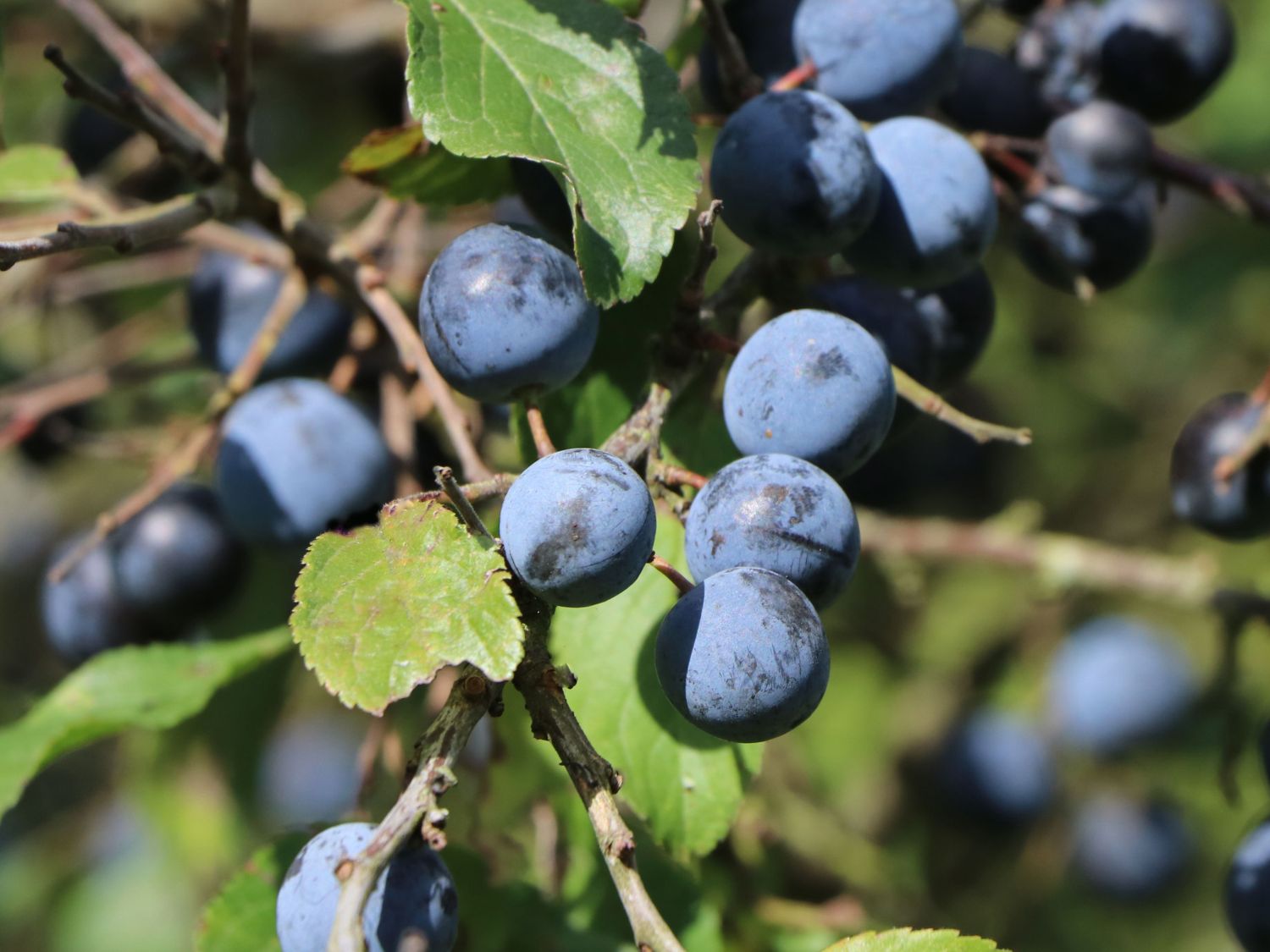 Schlehdorn / Schlehe 'Reto' ®