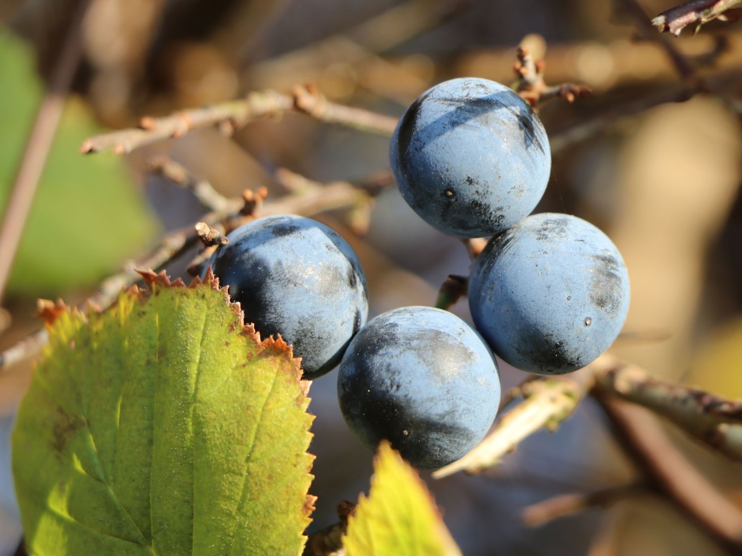 Schlehdorn / Schlehe 'Reto' ® - Prunus spinosa 'Reto' ®