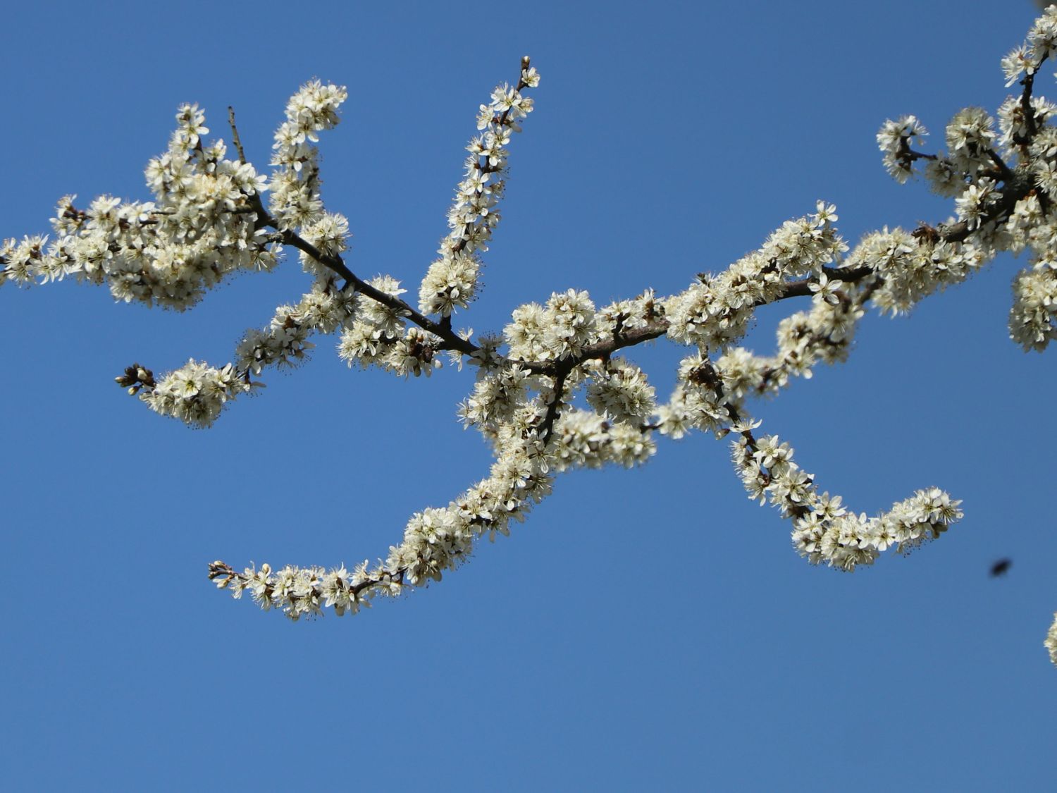 Schlehdorn / Schlehe 'Reto' ® - Prunus spinosa 'Reto' ®