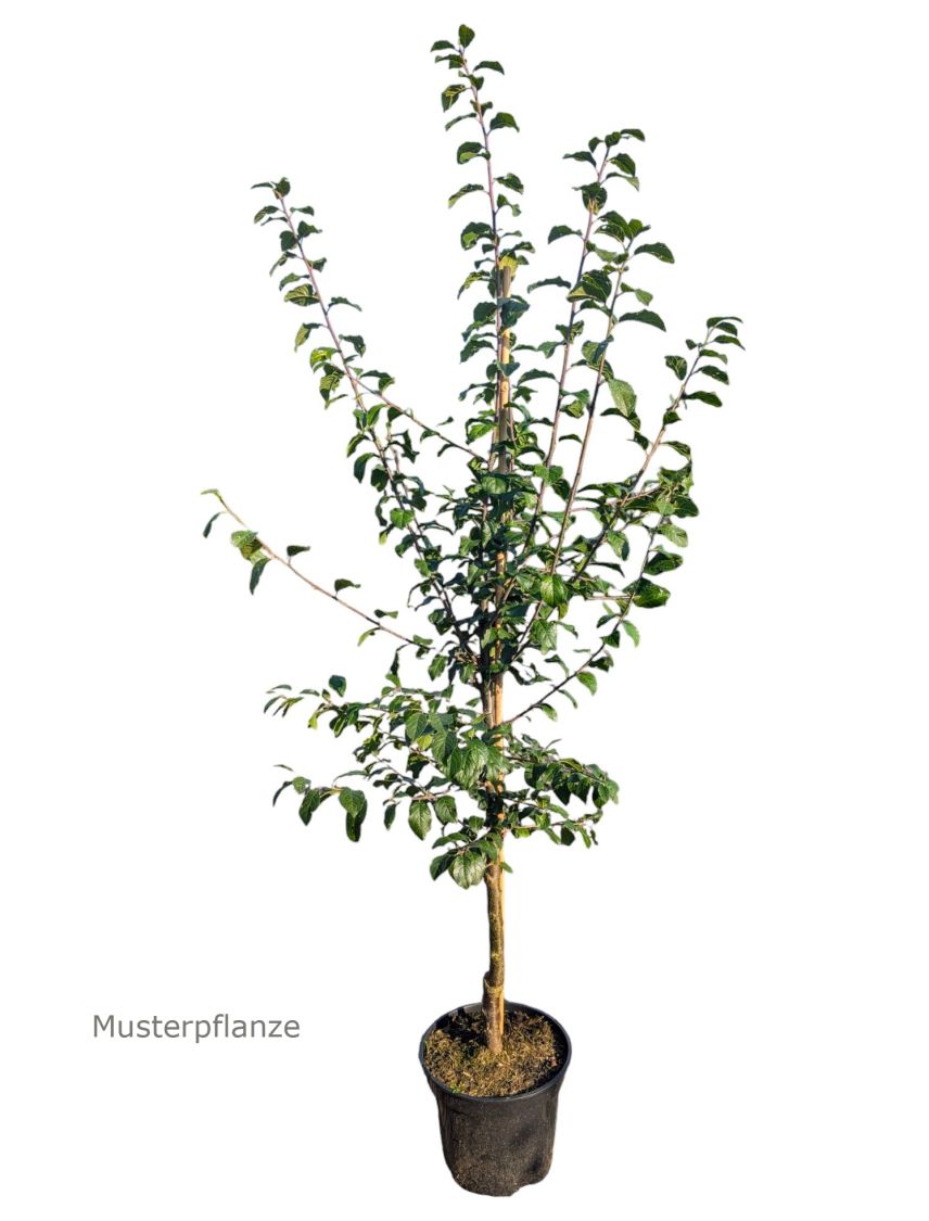 Schlehdorn / Schlehe 'Reto' ® - Prunus spinosa 'Reto' ®