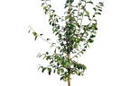 Schlehdorn / Schlehe 'Reto' ® - Prunus spinosa 'Reto' ®