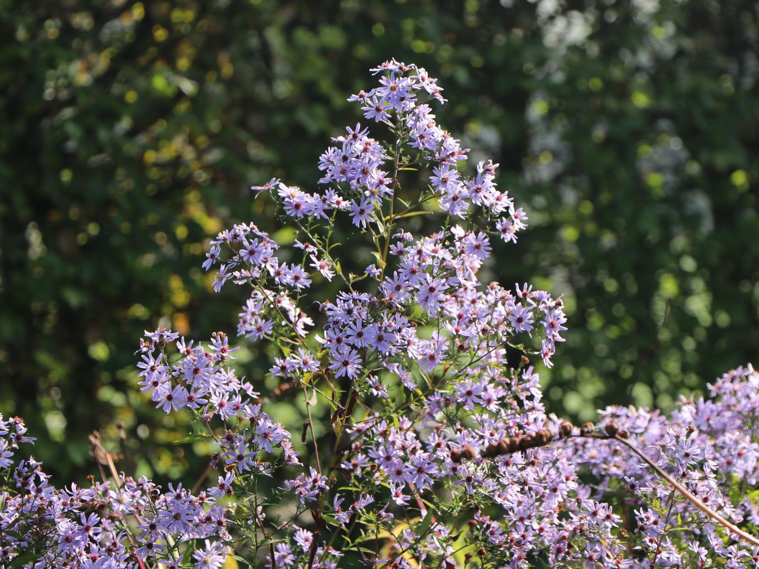 Schleier-Aster 'Little Carlow'